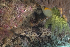 Lembeh Strait 20156K6B3953