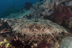 Lembeh Strait 20156K6B3966