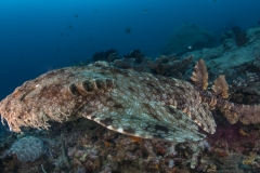 Lembeh Strait 20156K6B3969