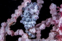 Lembeh Strait 2015K6B2139