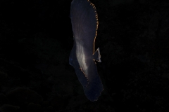 96A2665