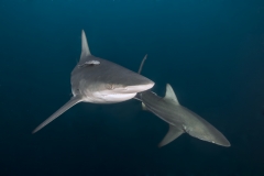 Isla Guadalupe-Socorro unbenannt-2-2