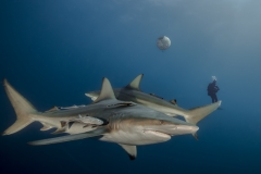 Isla Guadalupe-Socorro unbenannt-2