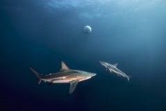Isla Guadalupe-Socorro unbenannt-4975