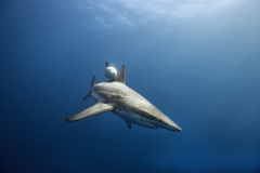 Isla Guadalupe-Socorro unbenannt-4978