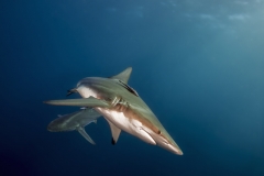 Isla Guadalupe-Socorro unbenannt-5052