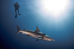 Isla Guadalupe-Socorro unbenannt-5058