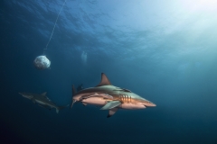 Isla Guadalupe-Socorro unbenannt-5064