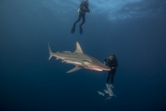 Isla Guadalupe-Socorro unbenannt-5070