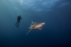 Isla Guadalupe-Socorro unbenannt-5081