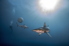 Isla Guadalupe-Socorro unbenannt-5088