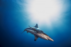 Isla Guadalupe-Socorro unbenannt-5089