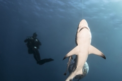 Isla Guadalupe-Socorro unbenannt-5120