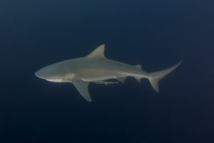 Isla Guadalupe-Socorro unbenannt-5188