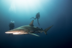 Isla Guadalupe-Socorro unbenannt-5195