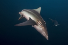 Isla Guadalupe-Socorro unbenannt-5198