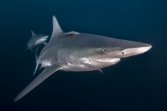 Isla Guadalupe-Socorro unbenannt-5211