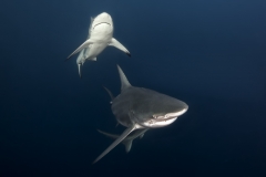Isla Guadalupe-Socorro unbenannt-5217-2