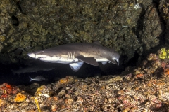 Isla Guadalupe-Socorro unbenannt-5232-2