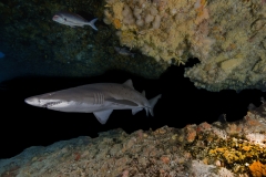 Isla Guadalupe-Socorro unbenannt-5234