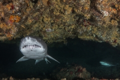 Isla Guadalupe-Socorro unbenannt-5236-2