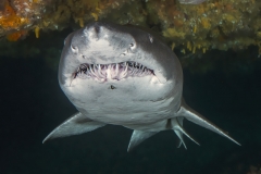 Isla Guadalupe-Socorro unbenannt-5236