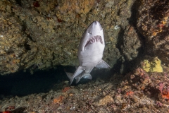 Isla Guadalupe-Socorro unbenannt-5238