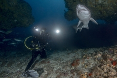 Isla Guadalupe-Socorro unbenannt-5239