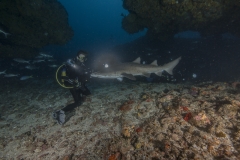 Isla Guadalupe-Socorro unbenannt-5242