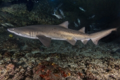 Isla Guadalupe-Socorro unbenannt-5243