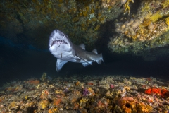 Isla Guadalupe-Socorro unbenannt-5245-2