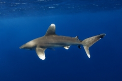 Shark Week 2012 Ägypten-15