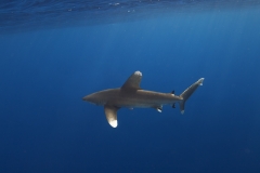 Shark Week 2012 Ägypten-16
