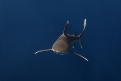 Shark Week 2012 Ägypten-18