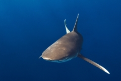 Shark Week 2012 Ägypten-21