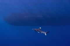 Shark Week 2012 Ägypten-37