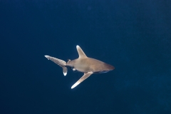 Shark Week 2012 Ägypten-41