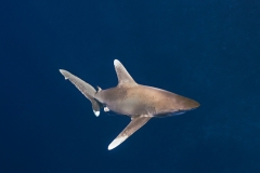 Shark Week 2012 Ägypten-42