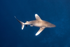 Shark Week 2012 Ägypten-44