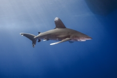 Shark Week 2012 Ägypten-45