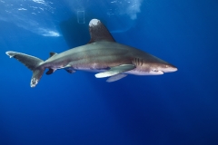 Shark Week 2012 Ägypten-46