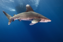 Shark Week 2012 Ägypten-47