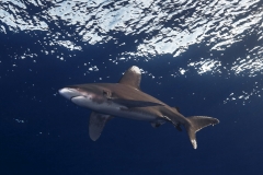 Shark Week 2012 Ägypten-55