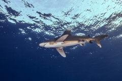 Shark Week 2012 Ägypten-56