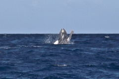 Buckelwale_MG_7354