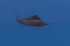 Sailfish-387