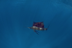 Sailfish-406