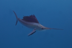 Sailfish-IMG_0087