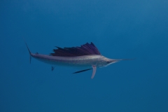 Sailfish-IMG_0089