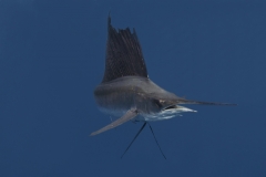 Sailfish-IMG_0095